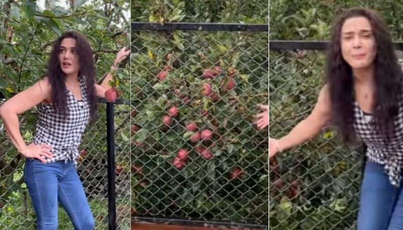 artist preity zinta introduce her apple farm