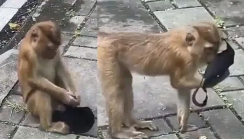 Monkey finds a mask in viral video