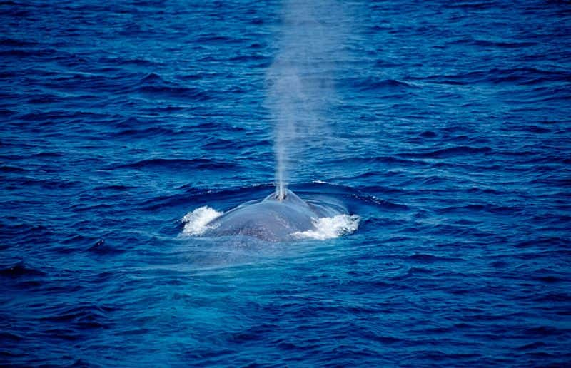 Scientists Record Blue Whale Sound off the Lakshadweep Islands in first time