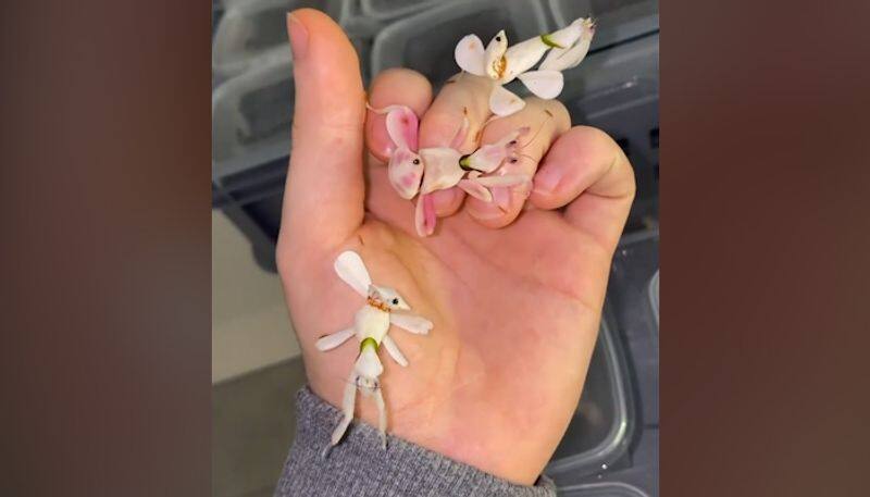 Ever seen an orchid mantis? Watch the mesmerising video-tgy