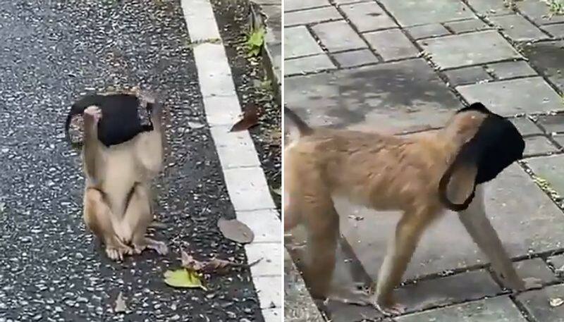 Monkey putting on facemask leaves internet in splits; watch the video-tgy