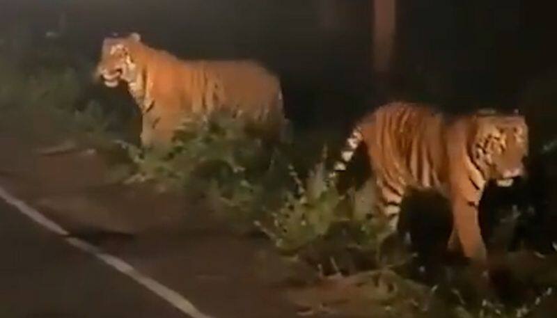 Majestic tigers walking on highway leaves netizens baffled; watch the video-tgy