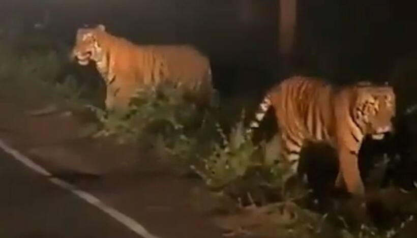 Majestic tigers walking on highway leaves netizens baffled; watch the video