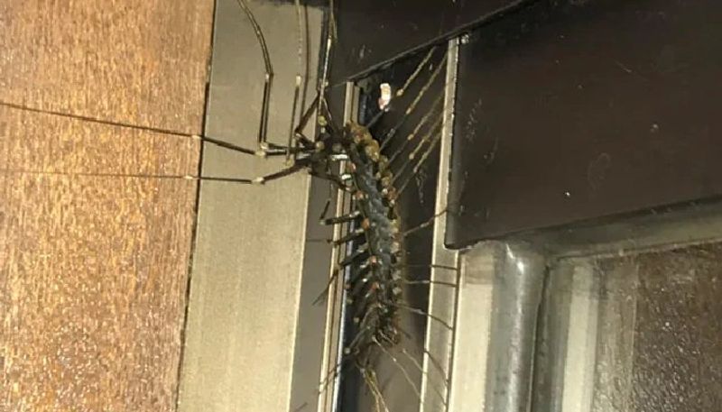 man shares photo of giant centipede