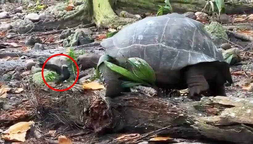 WHAT! Did this giant tortoise eat a bird? Watch this shocking video