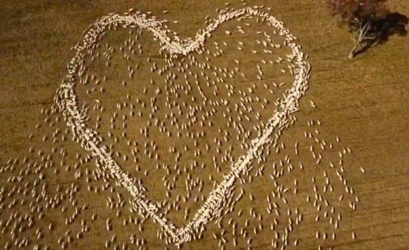 Australian farmer draws heart with sheep