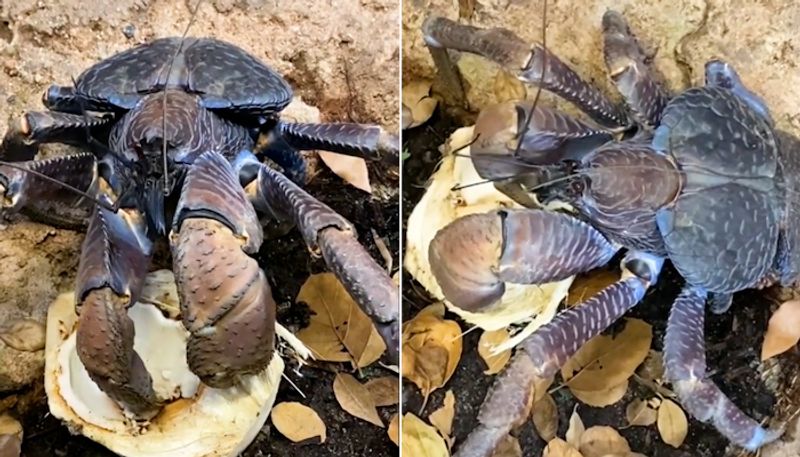 Giant coconut crab eating tender coconut amazes netizens; watch the video-tgy