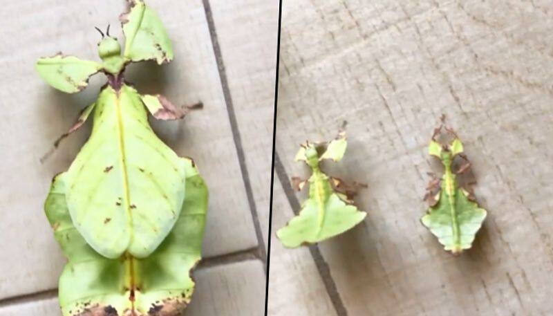 It looks like leaf, but reality is different; watch to know more - gps