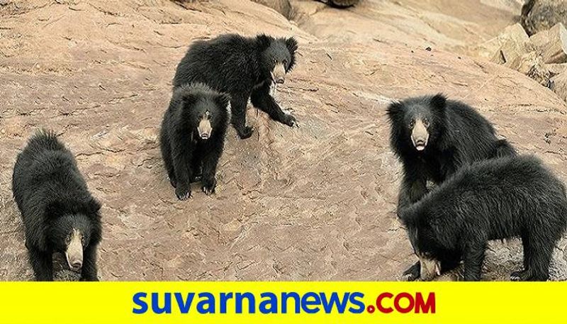 Safari Service Started at Daroji Sloth Bear Sanctuary in Hosapete grg