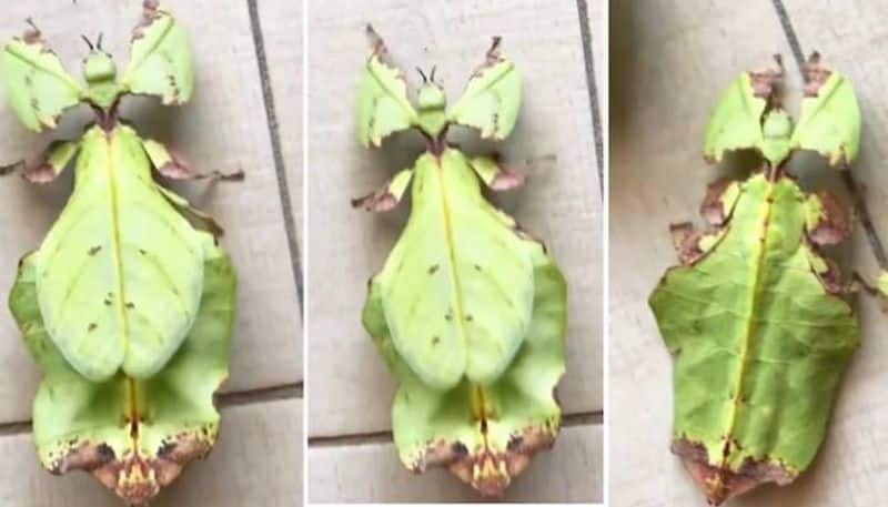 giant leaf insect viral video