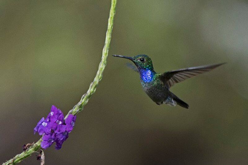 Female hummingbirds look like males to avoid, fool harassers-dnm