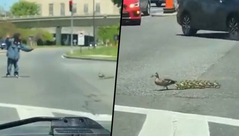 Man helps a duck and her ducklings to cross a busy road; viral video make your day - gps