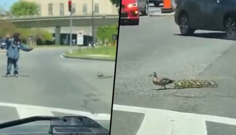 Man helps a duck along with her ducklings to cross a busy road; viral video make your day