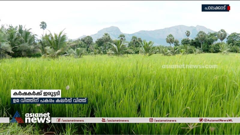 national seed corporation cheated farmers