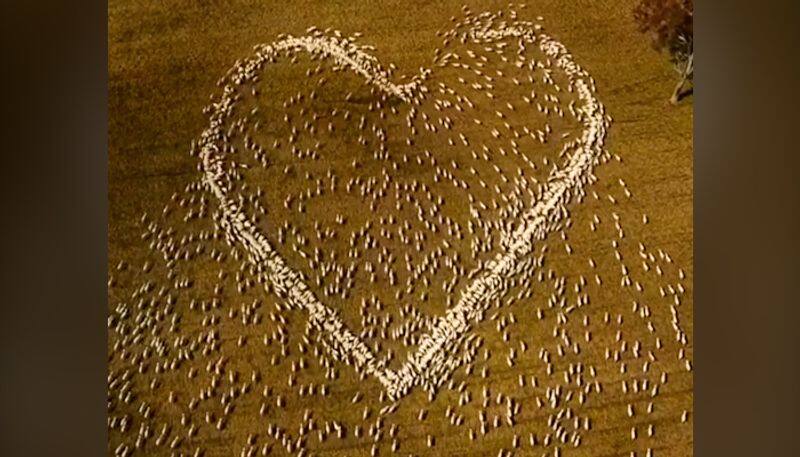 Australian farmer pays tribute to his aunt by drawing a heart with moving flock of sheep; watch the video-tgy