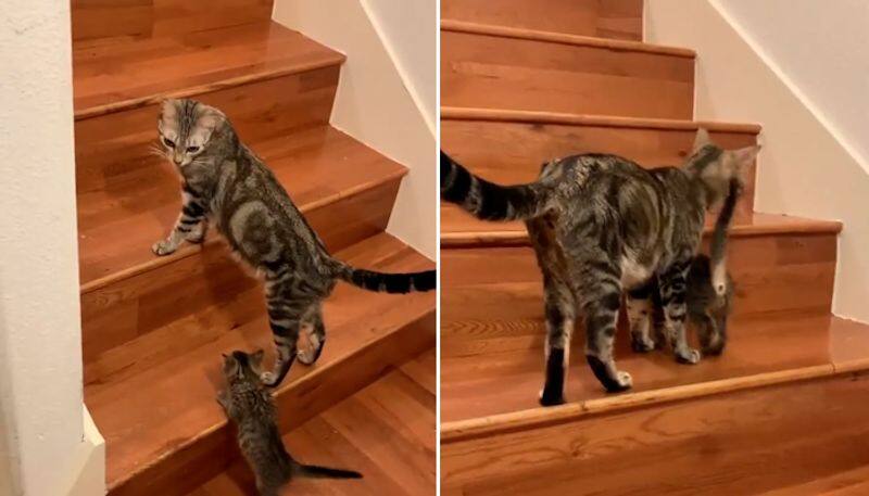 Watch Mother cat teaches kitten to climb stairs; adorable video wins hearts on internet-tgy