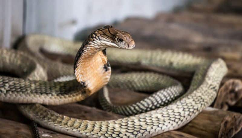 Super Special: Woman leaves snake on staff who come for Covid Vaccine inoculation snr