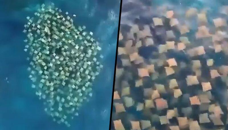 Stunning drone footage captures hundreds of stingrays swimming together; watch video - gps