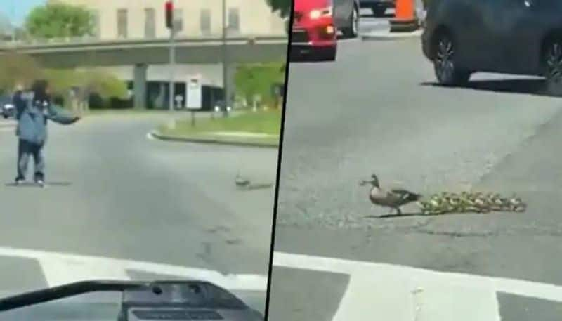 a man helps ducklings and mother to cross road video