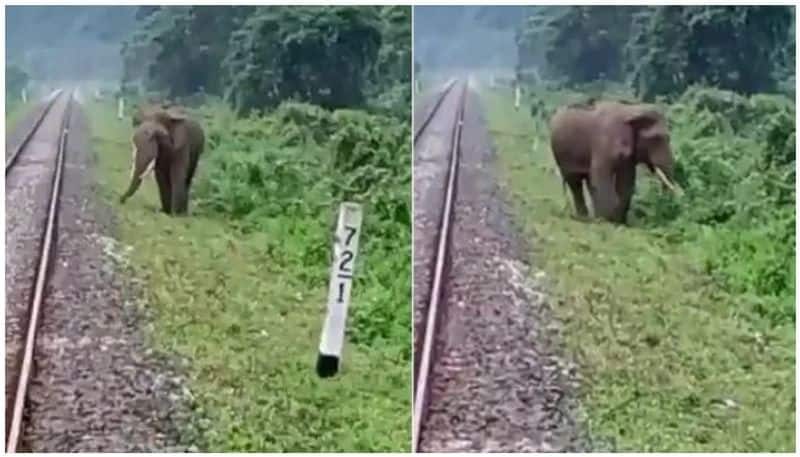 Loco Pilots Halt Train To Save Elephant Near Railway Track