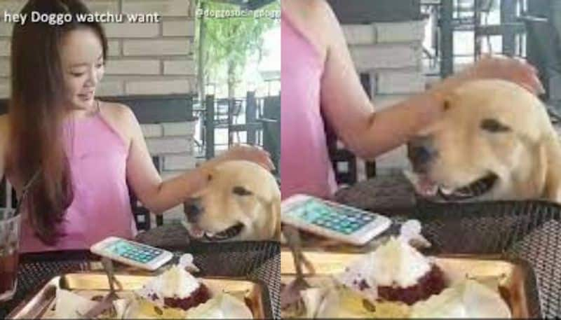 dog distracts human to steal her cake