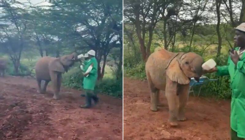 Keepers hand-feeding milk to baby elephants will make your day; Watch the video-tgy