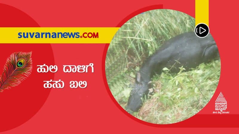 Chikkamagalur Tiger Kills Cow, Panicked Villagers Seek Action snr