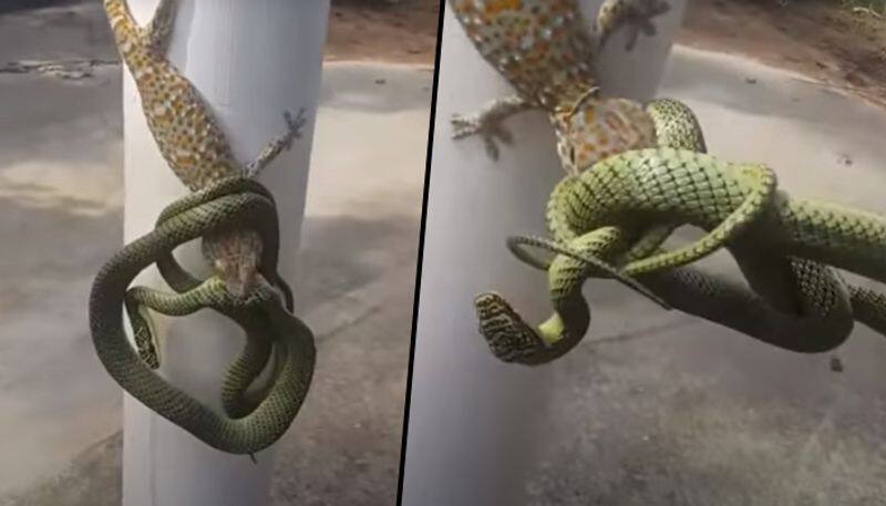 Man separates snake and gecko involved in a fight using bare hands; watch video - gps