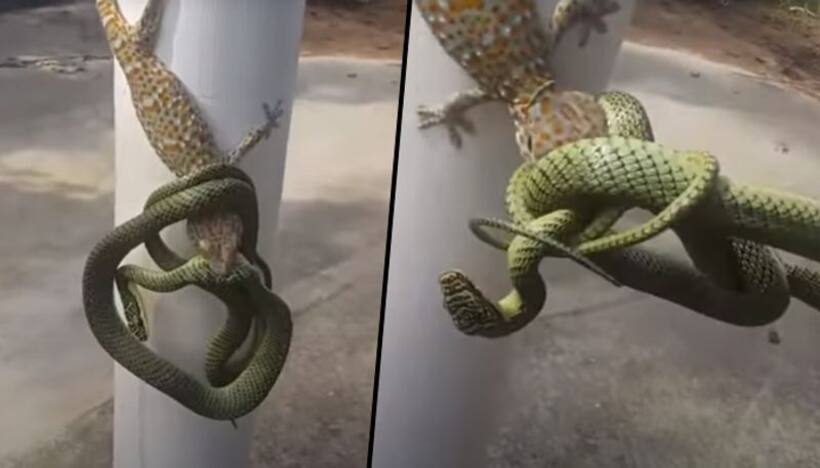 Man separates snake and gecko involved in a fight using bare hands; watch video