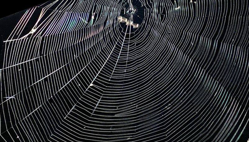 Watch spider building its web; phenomenal video goes viral - gps