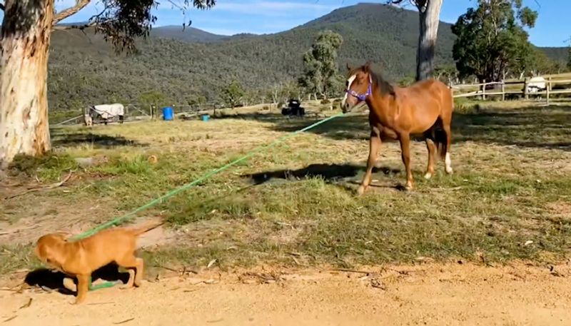 Dog takes horse for a walk in picturesque place; leaves netizens delighted-tgy