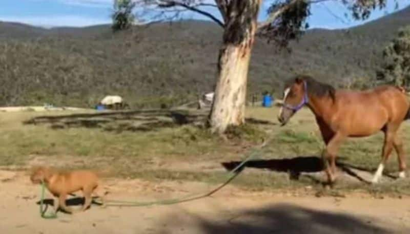 dog takes horse on a walk