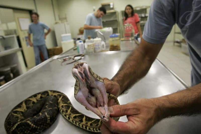 Feet powder .. medicine for corona from snake venom .. Brazilian scientists in action ..