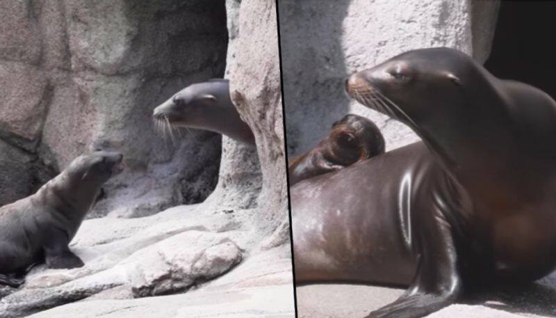 Watch baby sea lion plays and interacts with friends; viral video - gps