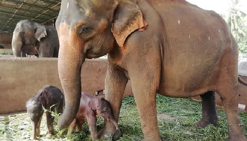 twin elephants born in pinnawala elephant orphanage