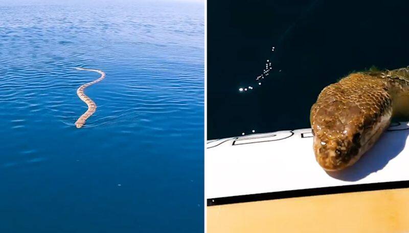 Man encounters sea snake while paddleboarding in ocean; watch clip-tgy