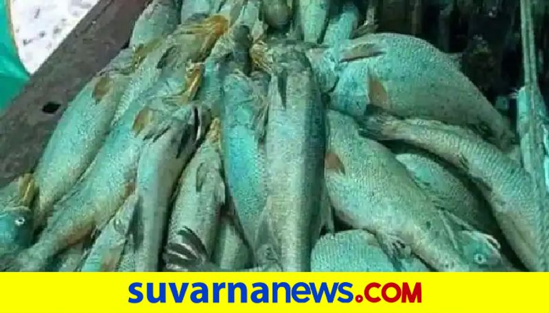 Maharashtra Man Nets Fish With Heart Of Gold Takes Home Over Rs 1 Crore pod