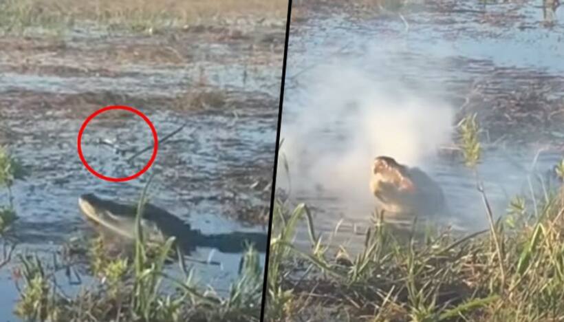 Alligator attacks flying drone; Google CEO Sundar Pichai shares viral video