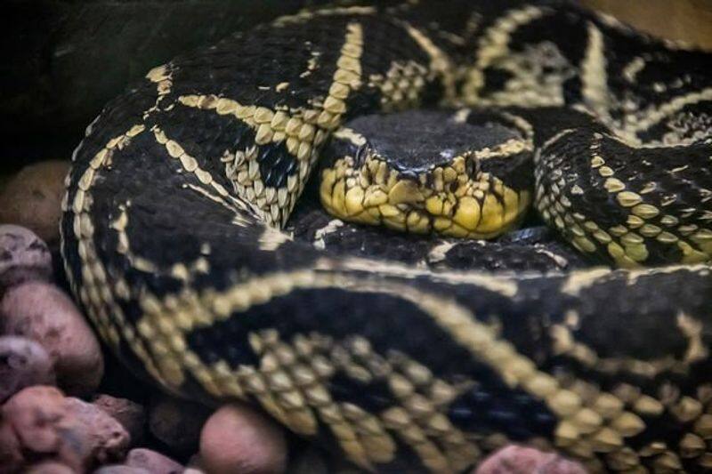 Feet powder .. medicine for corona from snake venom .. Brazilian scientists in action ..