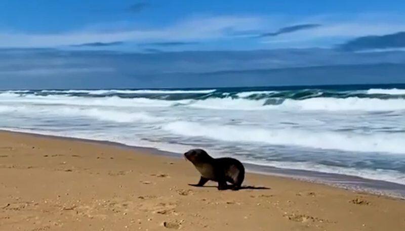 Seal pup exploring beach will make your day; watch viral video-tgy