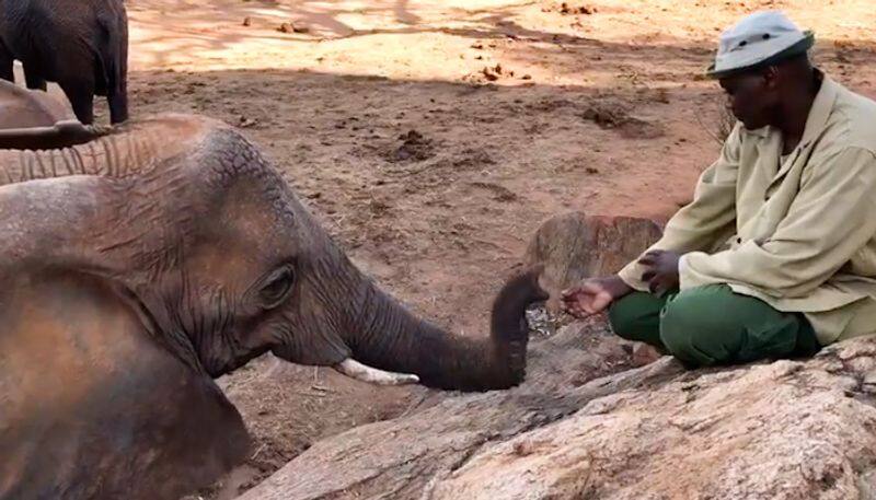 Elephant returns to meet keeper after releasing into wild, video goes viral