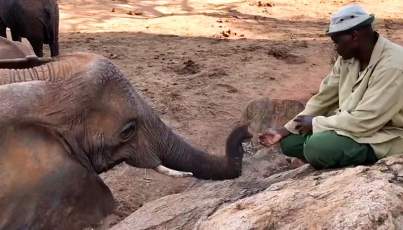 Elephant returns to meet keeper after releasing into wild, video goes viral