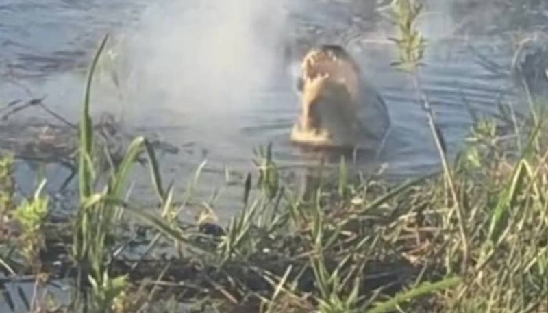 Alligator Eating A Drone viral video