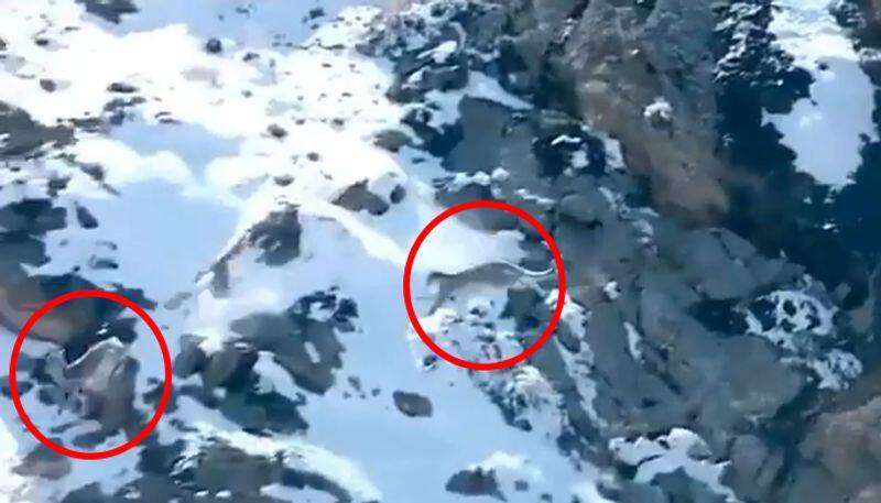 Snow Leopard falls from the cliff; spine-chilling video goes viral - gps