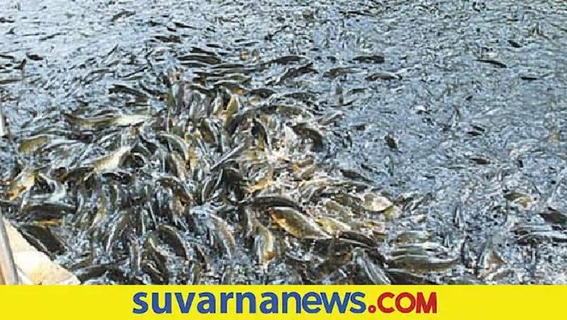 5 thousand Fine for catch God fish in kodagu muvattoklu snr