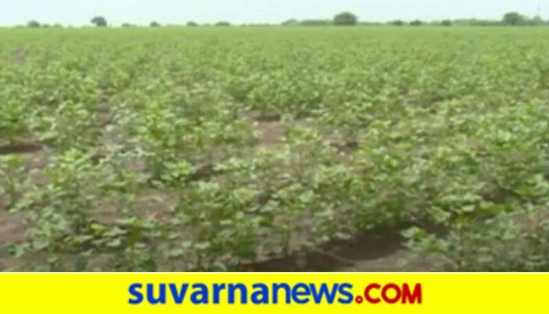 Raichur 2 Farmers Plough 20 Acres of Field in 10 Hours hls