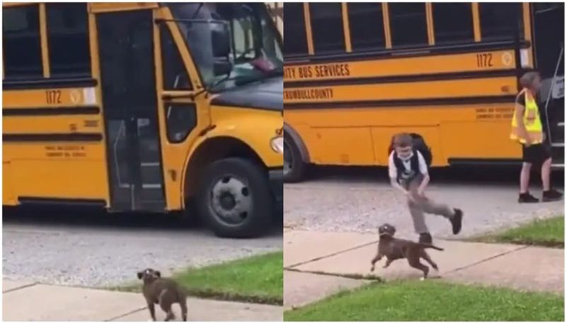 Dog waits at bus stop for its human to return from school