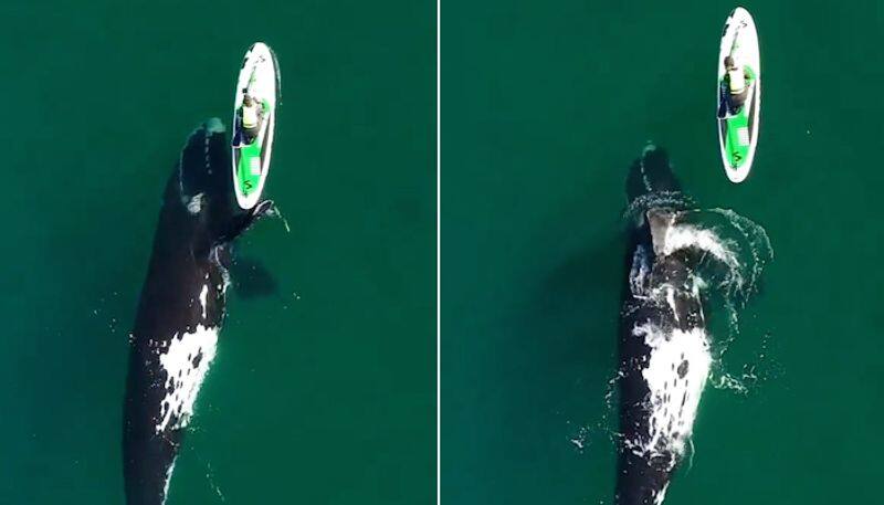 Womans breathtaking encounter with huge whale while kayaking will leave you stunned; Watch video-tgy