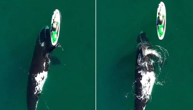 Woman's breathtaking encounter with huge whale while kayaking will leave you stunned; Watch video