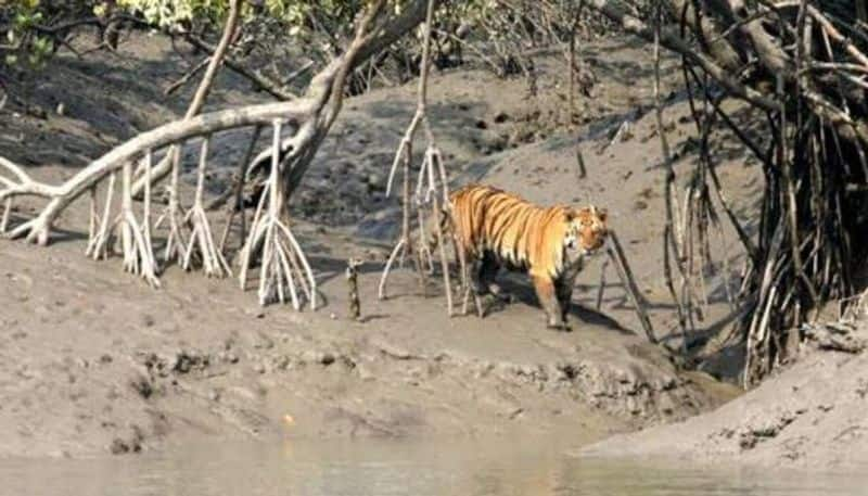 Gudalur killing tiger searching operation continued